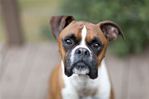 steel boxer dog|Boxer (dog breed) .